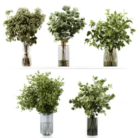 Collection indoor plants